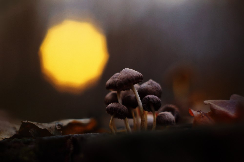 осень вечер грибы закат солнце, Петриченко Валерий