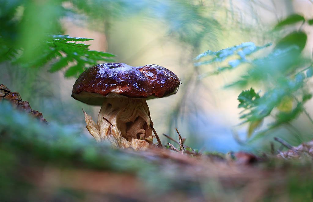 гриб, белый гриб, осень, чаща, листья, шишка, ветки, дерево, мох., Виктор Шнайдер