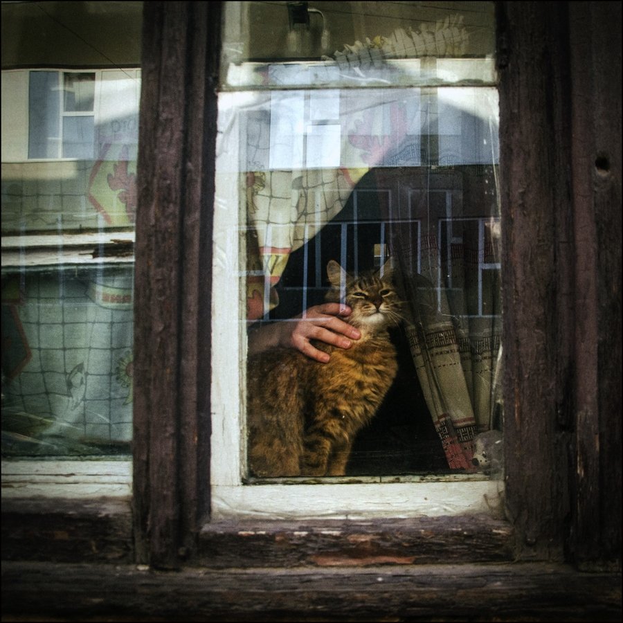 кот, окно, стрит-фото, Николай Глазунов