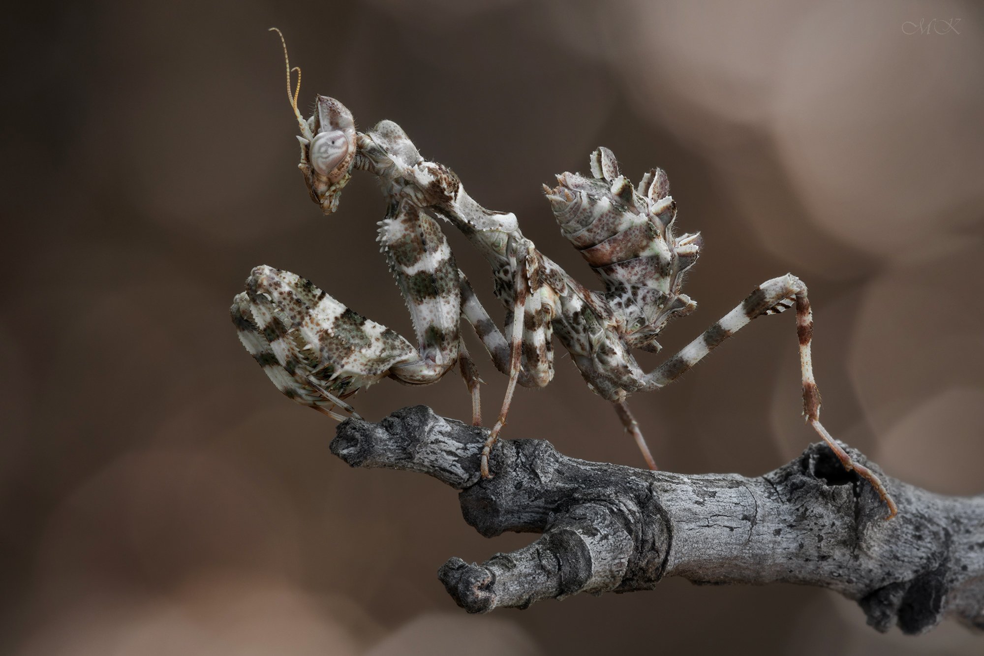 блефаропсис, blepharopsis mendica, Miron Karlinsky