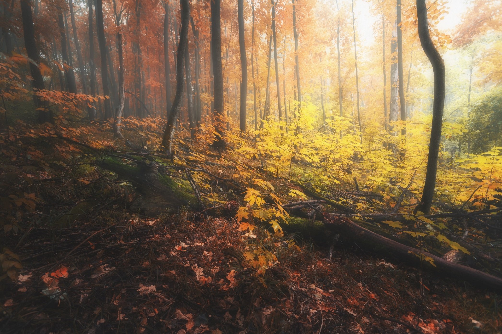 Лес, осень, туман, утро, Павел Попов