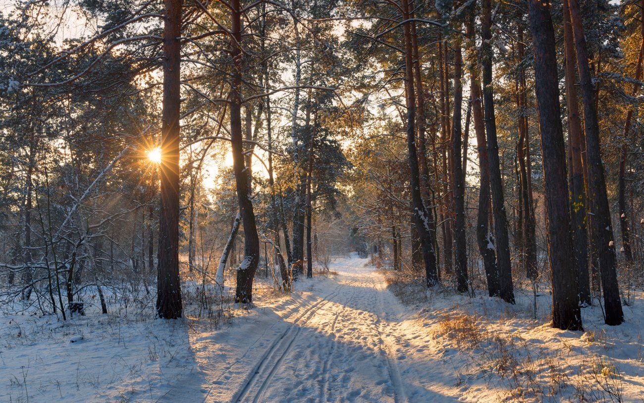 ноябрь, снег, лес, утро, рассвет, солнце, Галанзовская Оксана