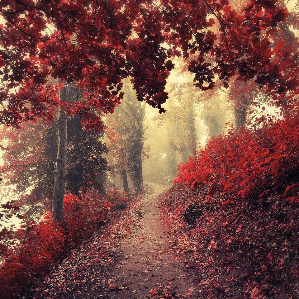 mod path autumn magic garden red forest tree trees road mist foggy poland, Radoslaw Dranikowski