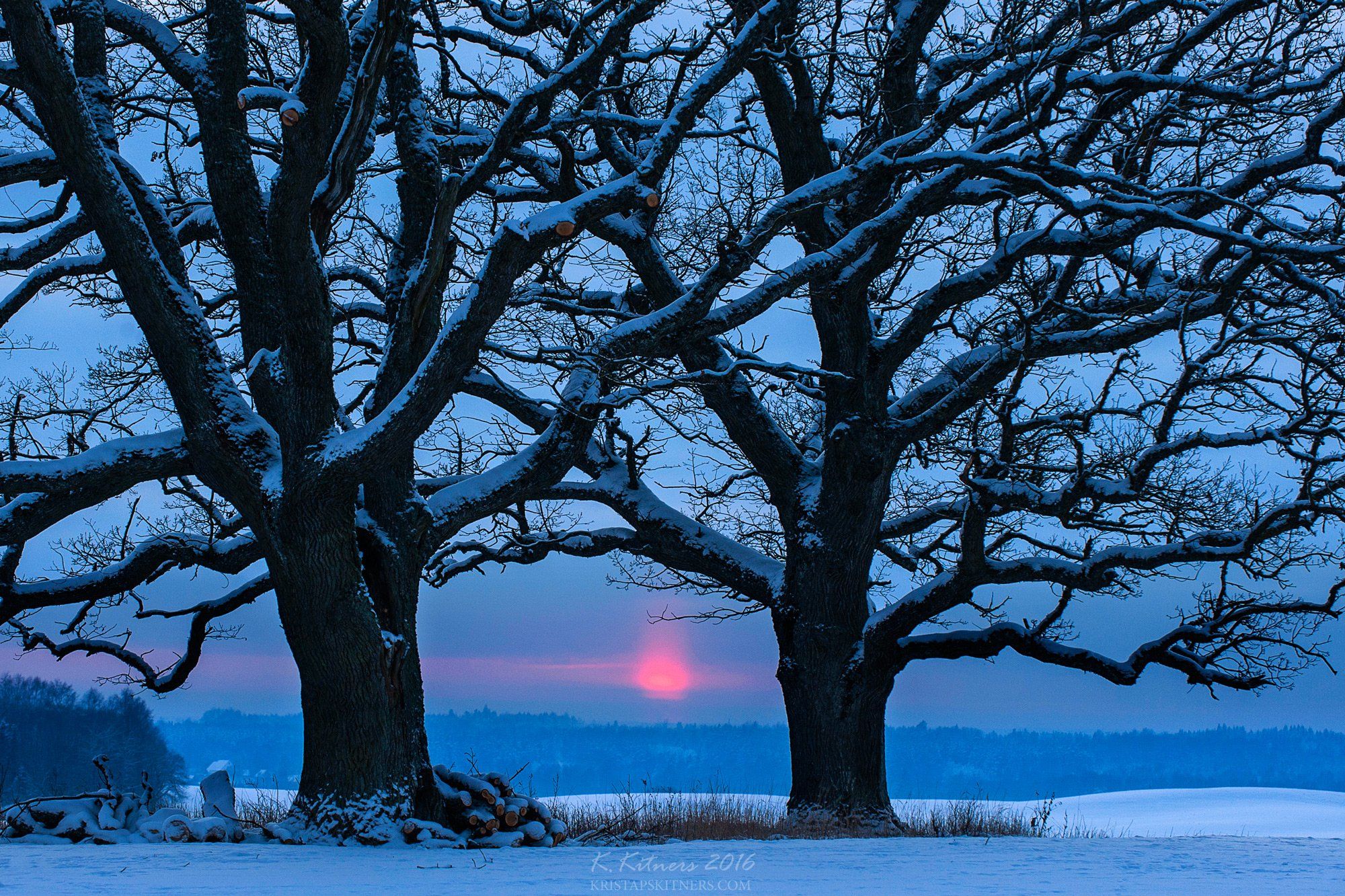 snow oak tree blue white winter sky clouds latvia landscape field sun sunset cold, Kristaps Kitners
