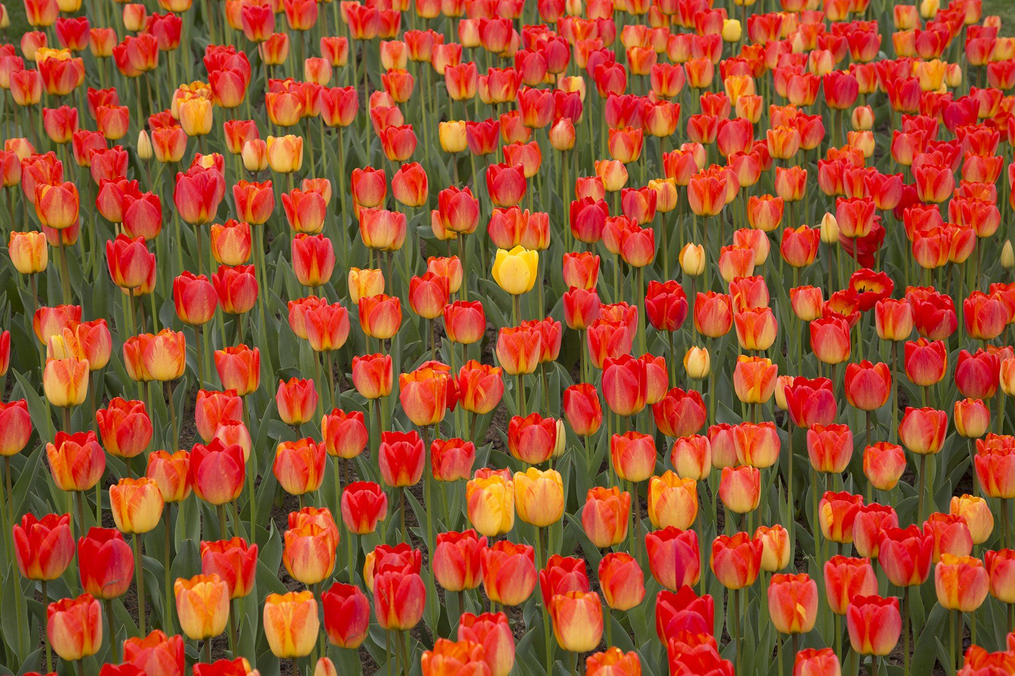 tulip, nature, flower, landscape, Yusuf Kadri Şirinkan