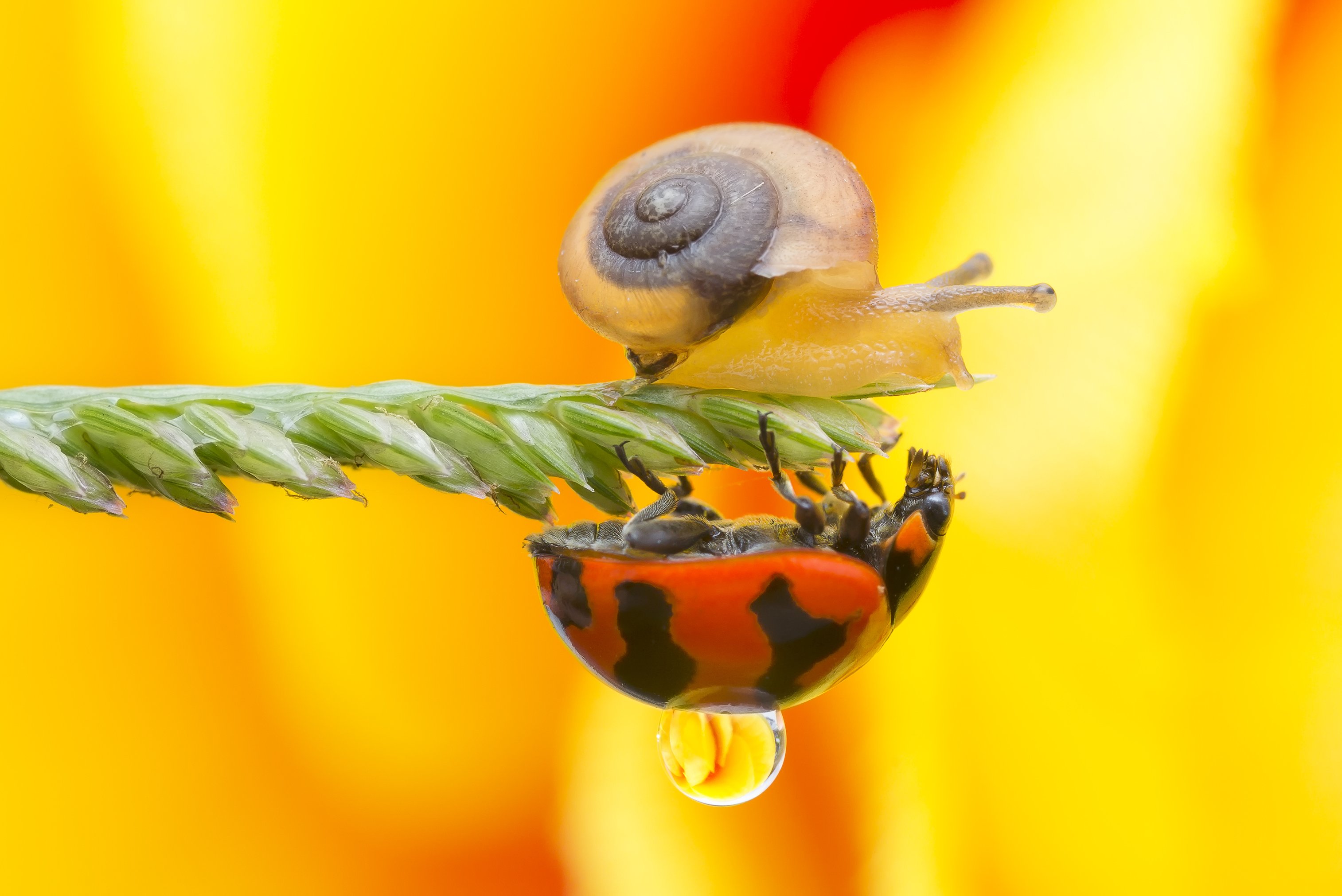 #macro#snail#ladybird#colors, Choo How Lim