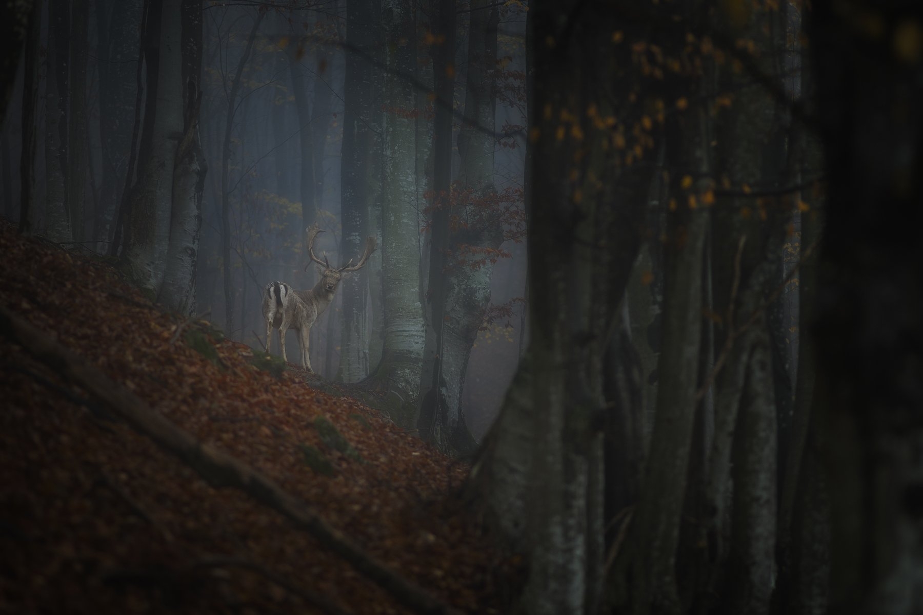 #forest #deer #autumn #landscape #animals #wildlife #wild #mountain #bulgaria, Даниел Балъков