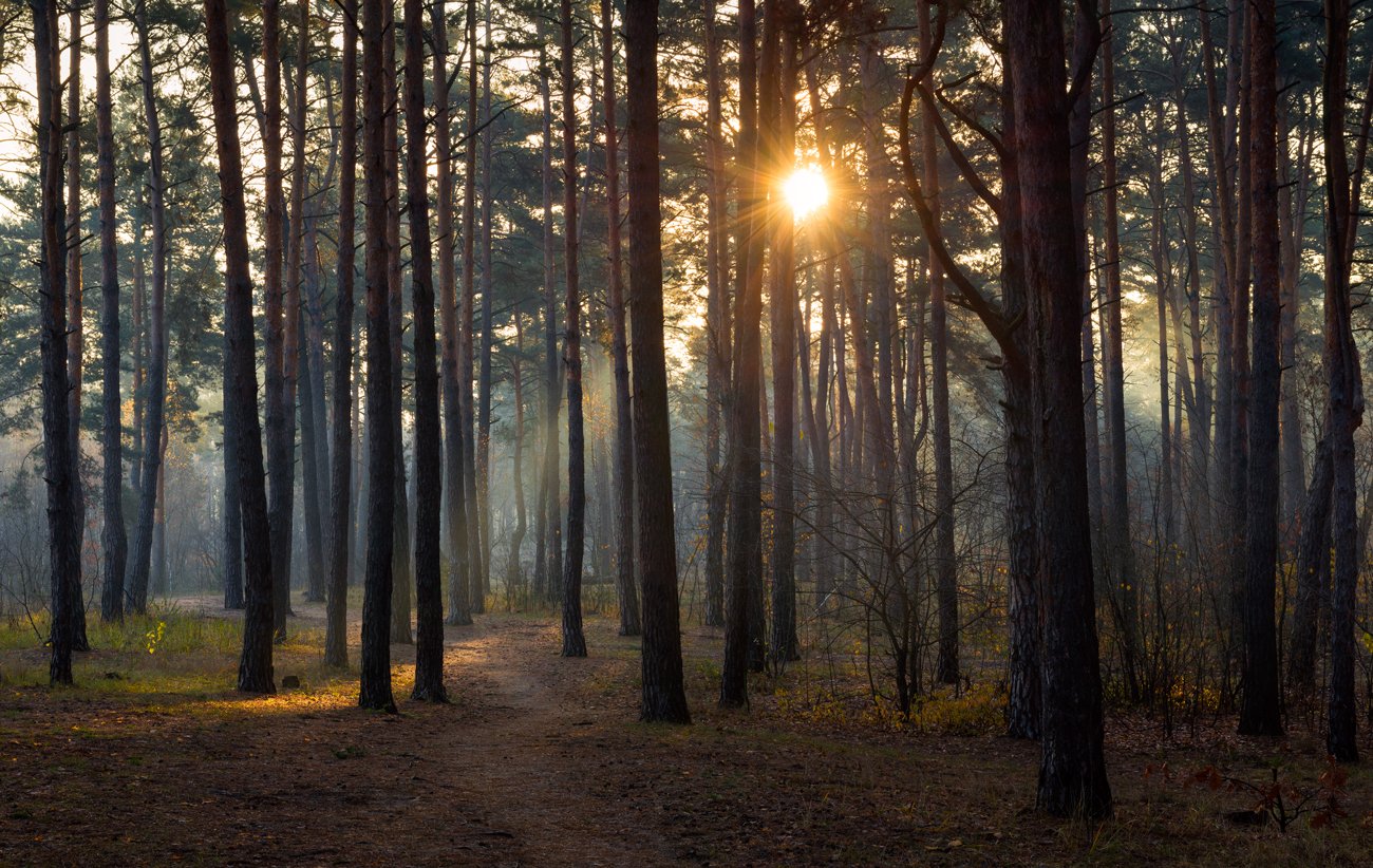 лес осень ноябрь тропа рассвет солнце лучи, Галанзовская Оксана