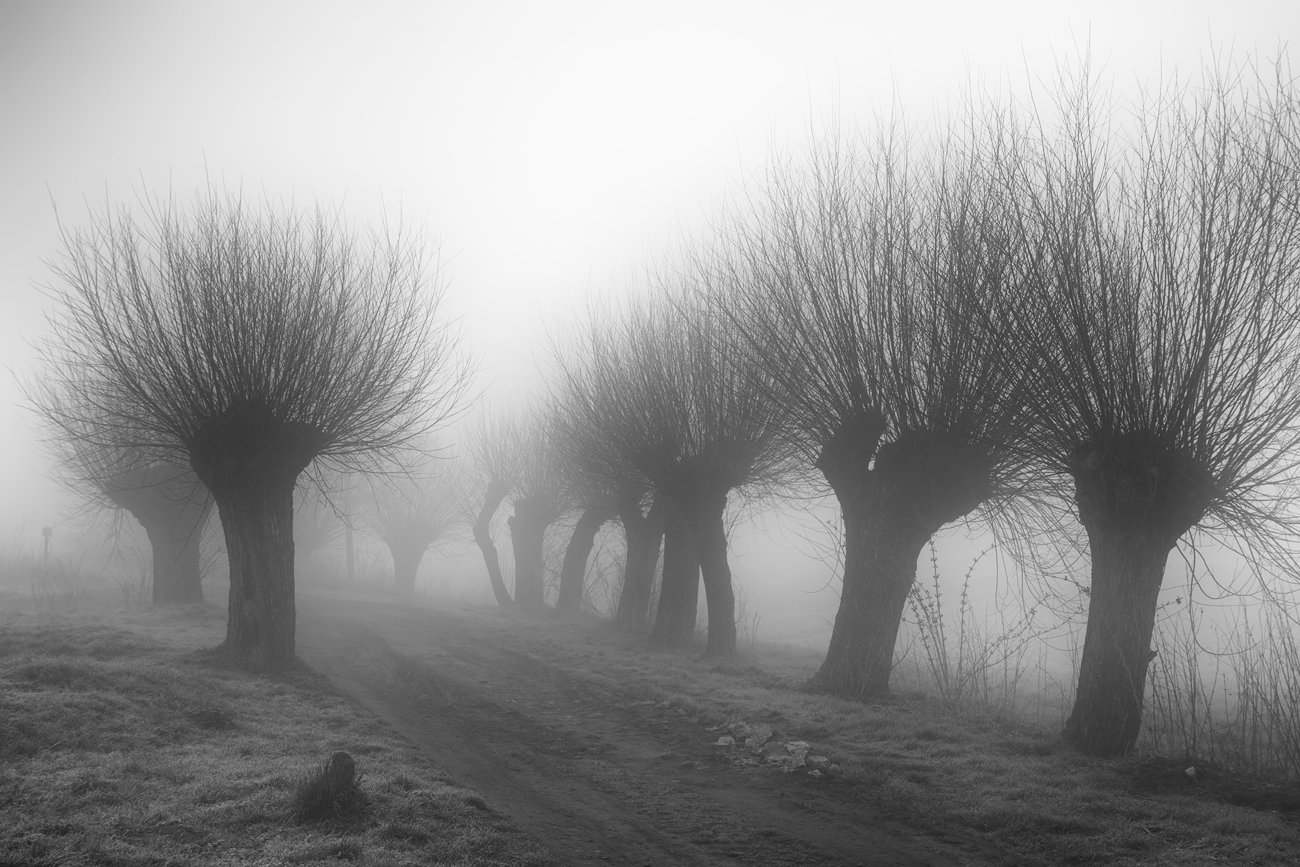 morning, mood, fog, road, willows, village, Jacek Lisiewicz