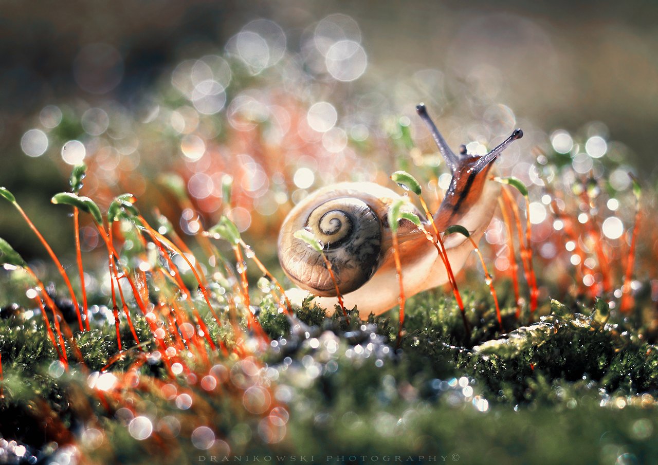 улитка slimak snail bokeh trioplan grass rain magic macro mog, Radoslaw Dranikowski