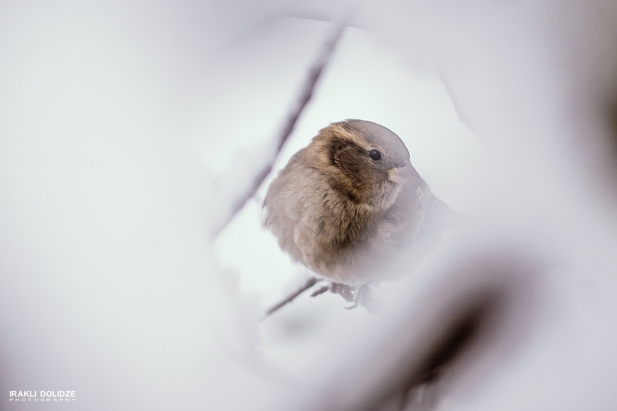 bird. nature, birdlovers, sparrow, winter, care on,, ირაკლი დოლიძე