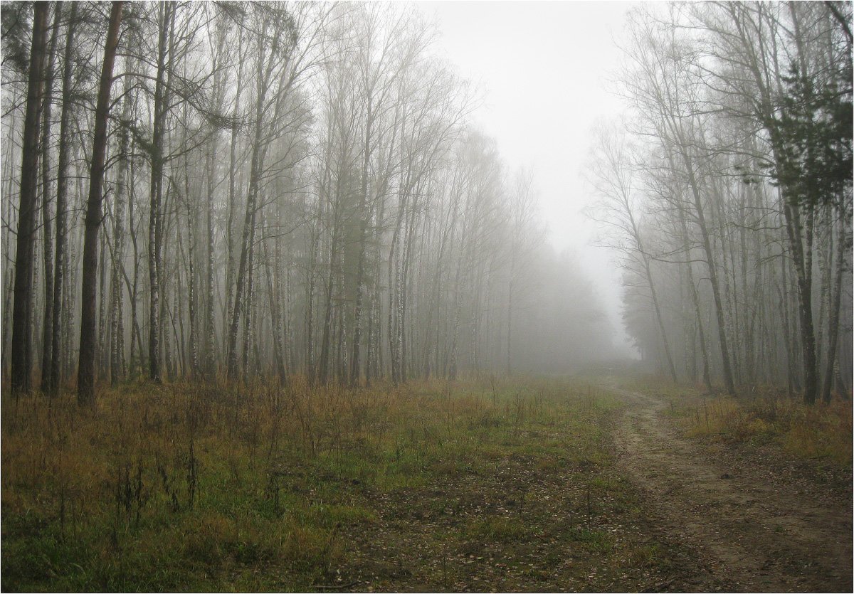 лес, туман, ноябрь, КарОл