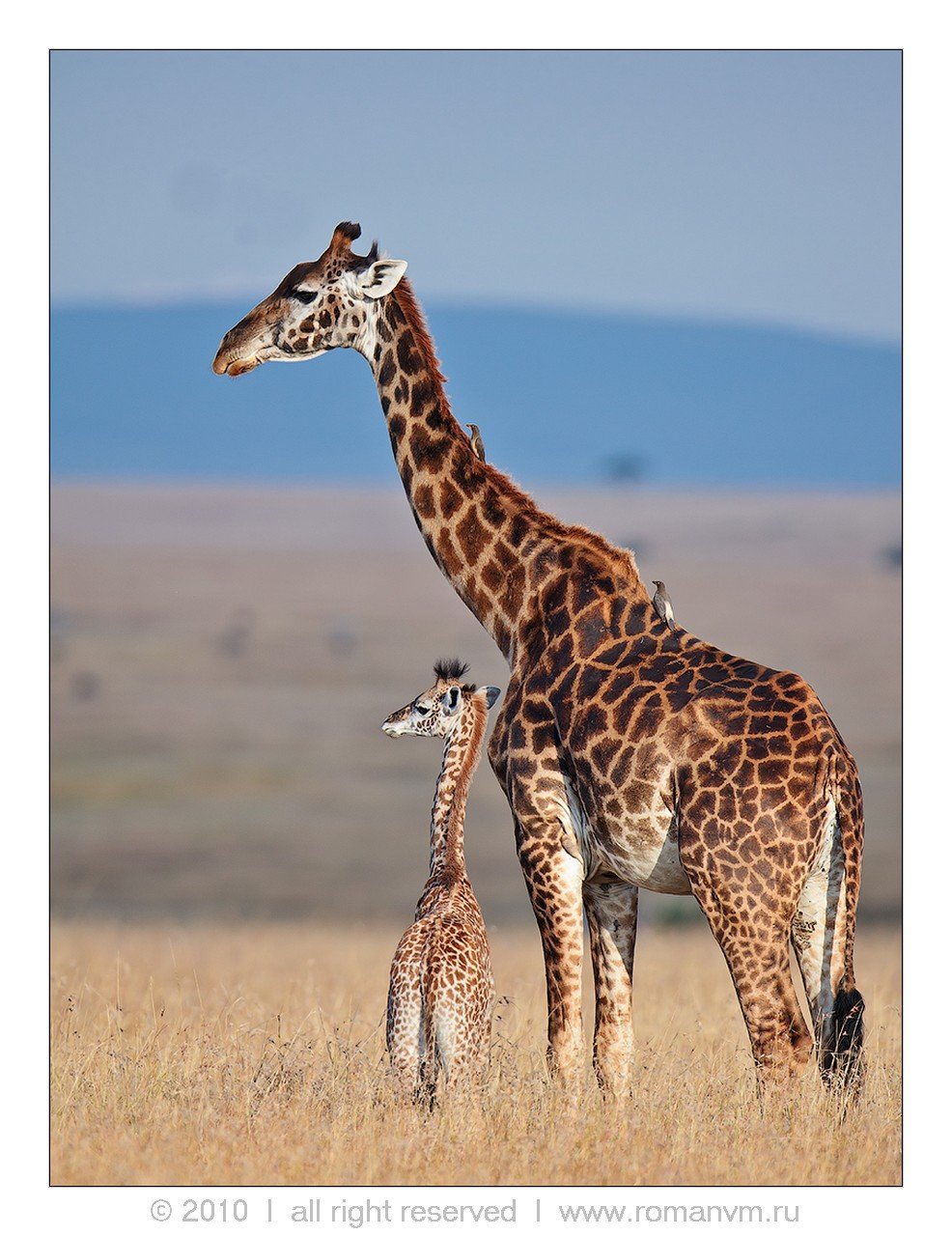 кения, жираф, масаи-мара, wildlife, Роман Мурушкин