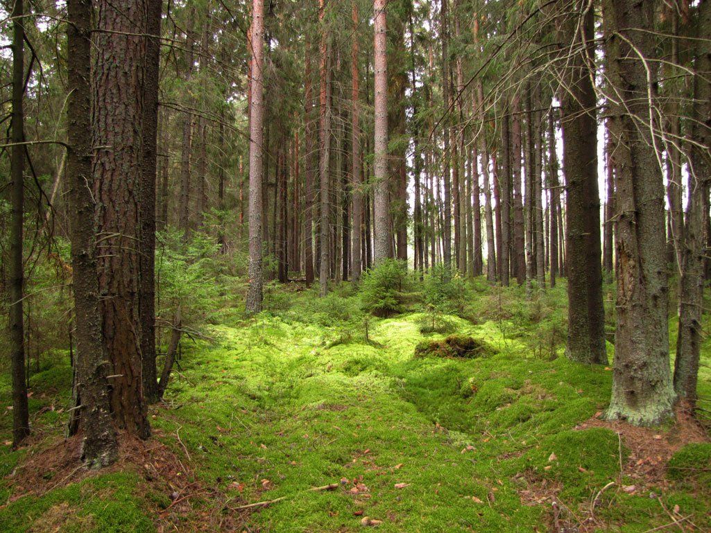 Еловые леса Каменского лесничества