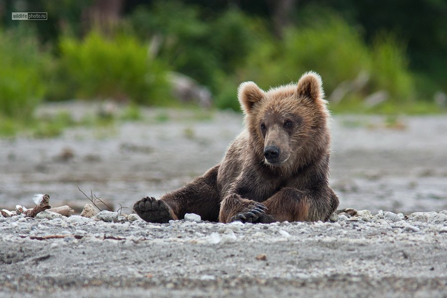 бурый медведь, камчатка, курильское озеро, Сергей Краснощёков