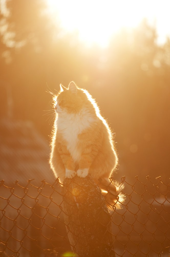 кот, солнце, Павел Рыженков