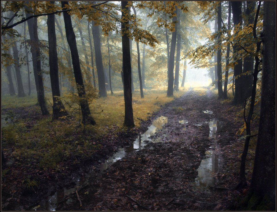 осень, лес, туман, дорога, свет, Владимир