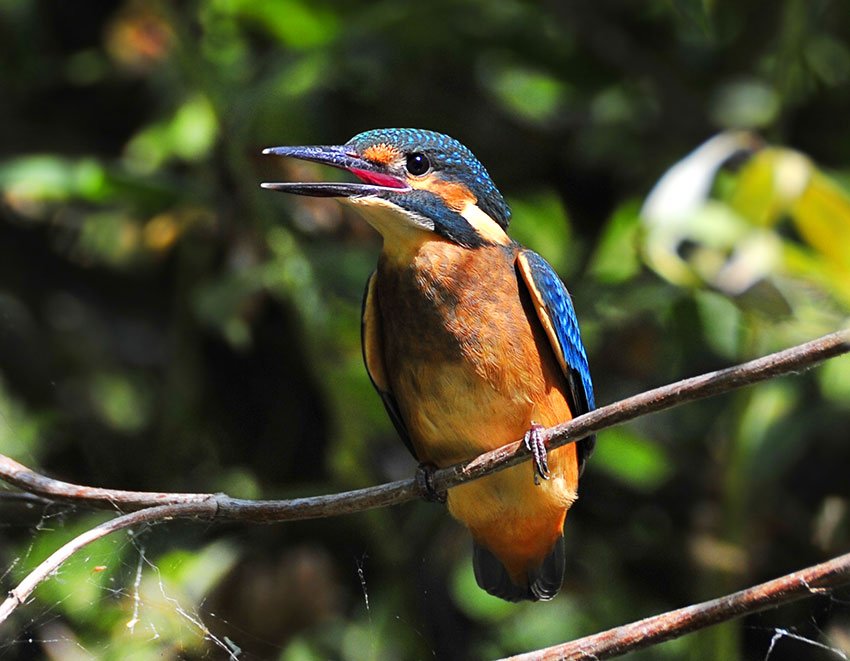 зимородок, alcedo, atthis, Юрий Охлопков