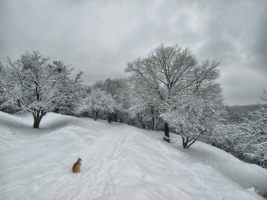 зима, снег, кот, природа, Марина Брыдня