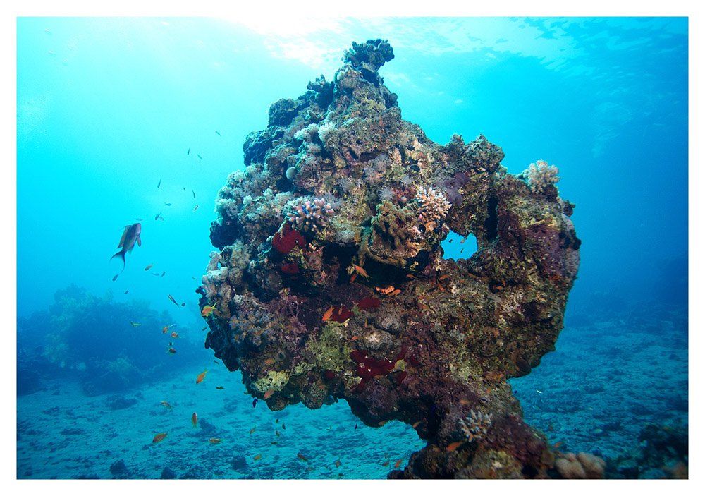 underwater, sea, corals,, Anton Akhmatov