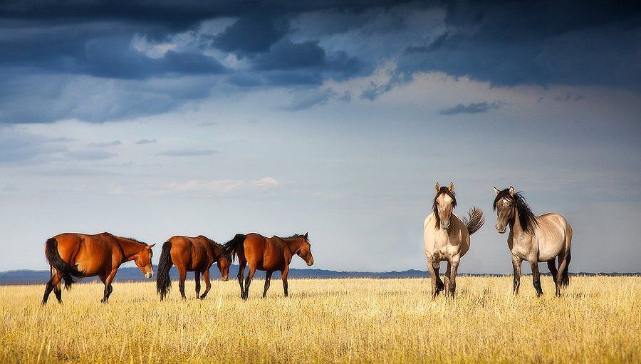 природа, казахстан, лошади, степь, Constantine Kikvidze