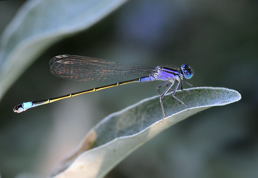 стрелка, изящная, ichnura, elegans, Юрий Охлопков