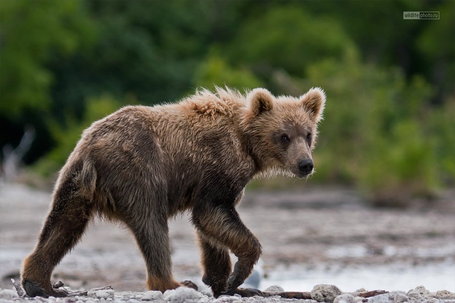 бурый медведь, камчатка, Сергей Краснощёков