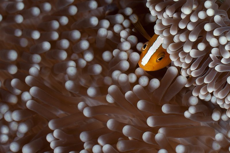 подводная съемка, риф, актиния, вода, рыба, клоун, Natalia Pryanishnikova