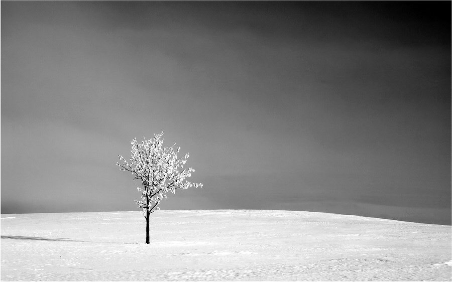 lithuania,winter,tree,field, senato®