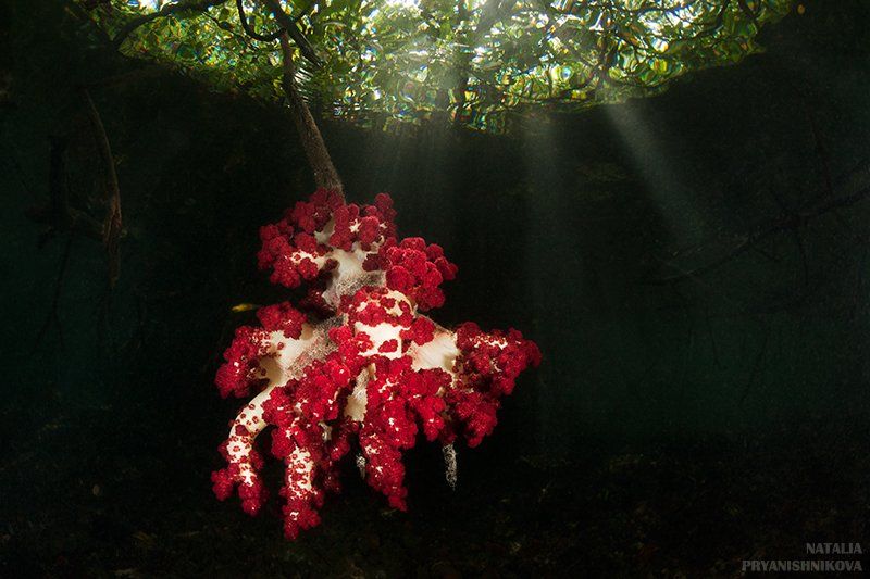 подводная съемка, вода, свет, коралл, лучи, мангры, Natalia Pryanishnikova
