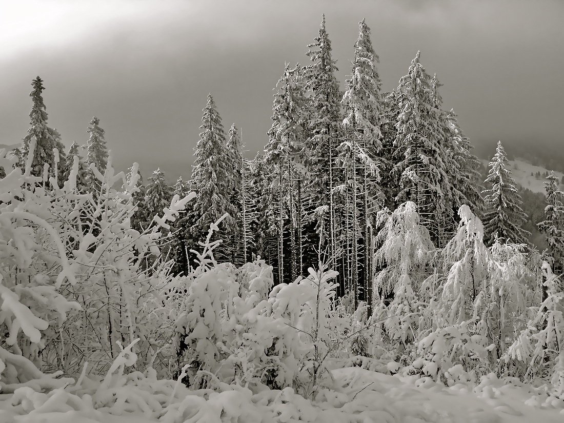 зима, елки, татры, Vasylevskyy Vitaliy