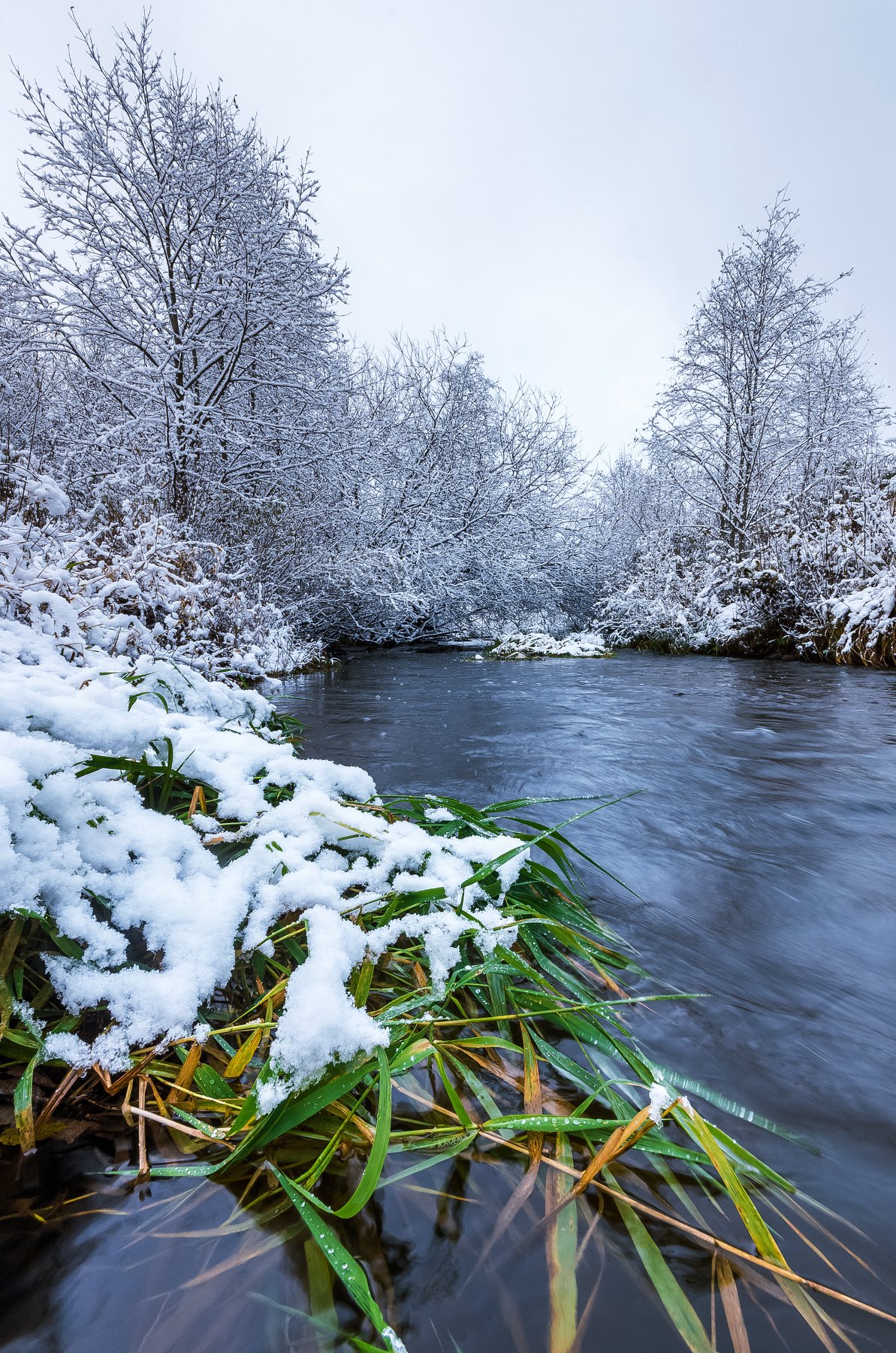 река, трава, снег, зима, рыбинск, деревья, Дмитриев Алексей