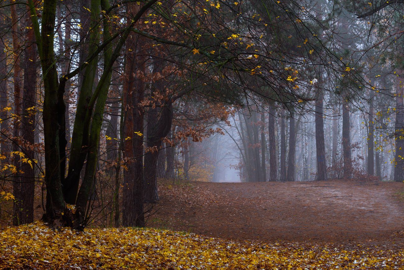 осень, туман, тропа, Галанзовская Оксана