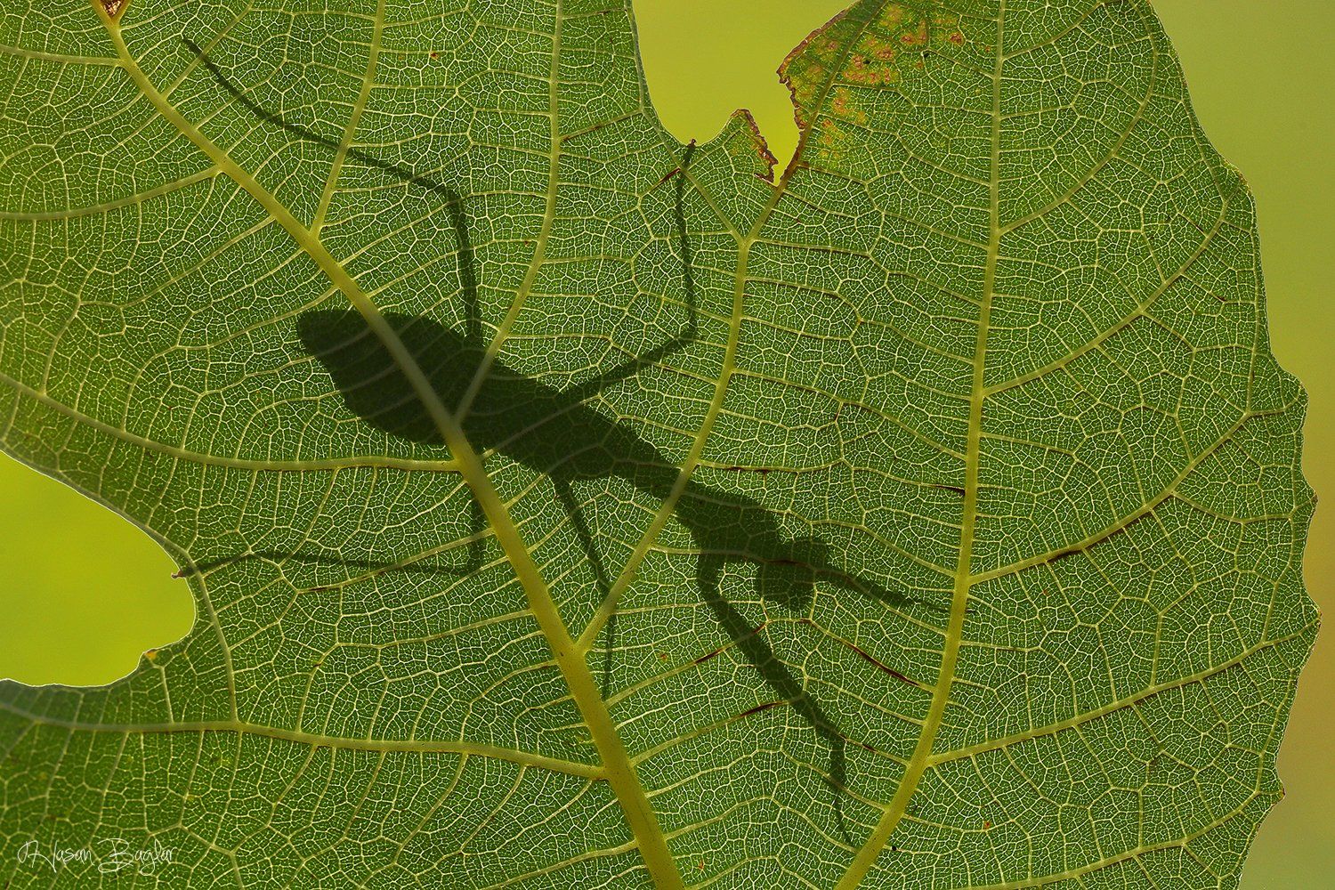 #shadow #play #praying #mantis #hide #macro #nature #northcyprus, Hasan Baglar