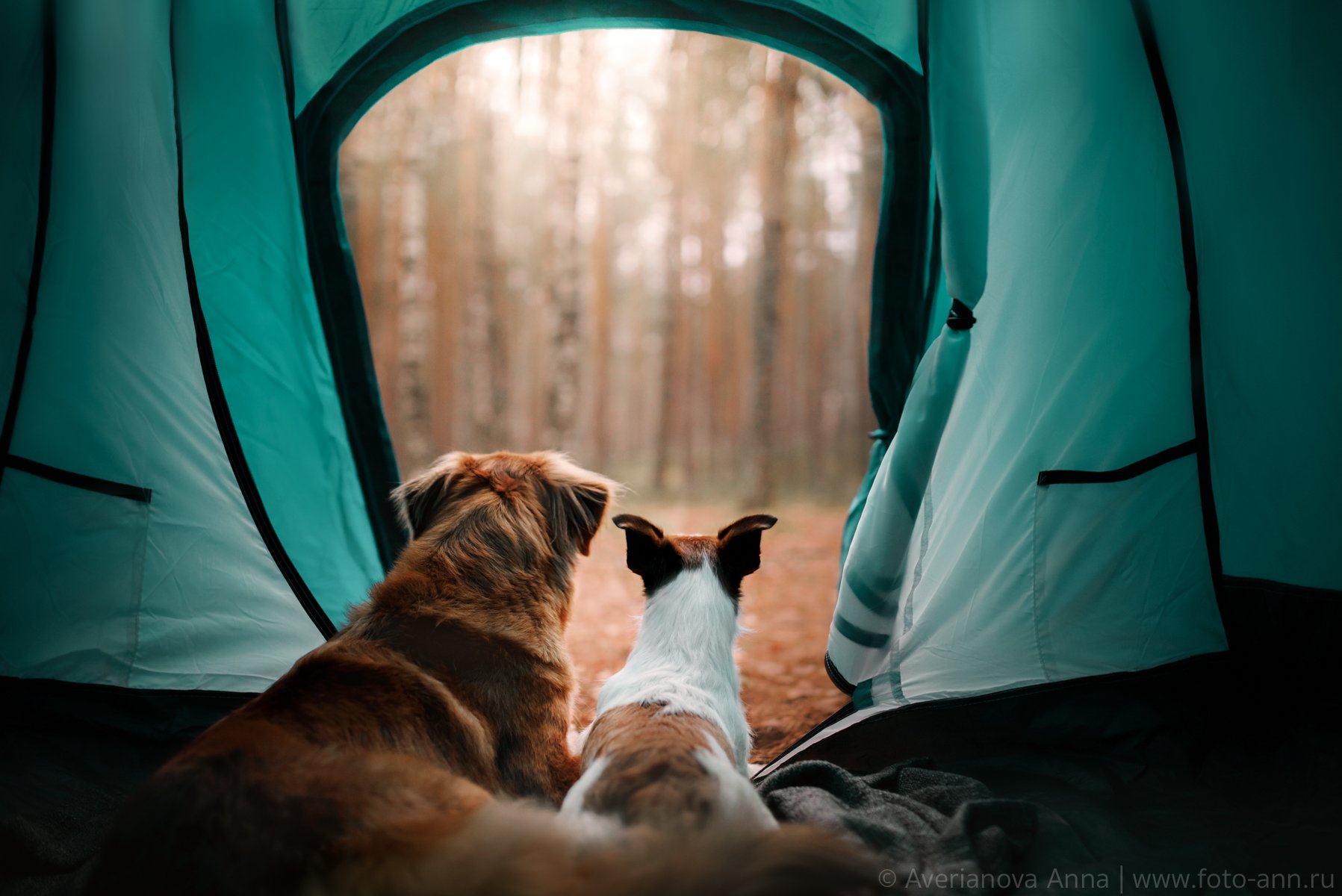 собака, природа, палатка, путешествие , Анна Аверьянова