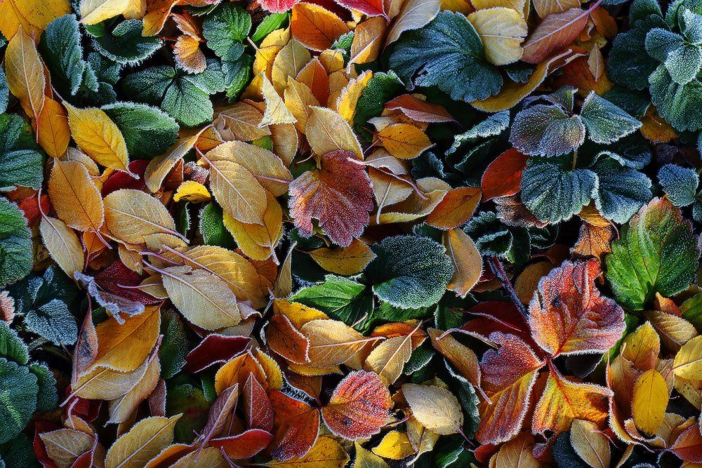 осень утро мороз иней листья, Петриченко Валерий