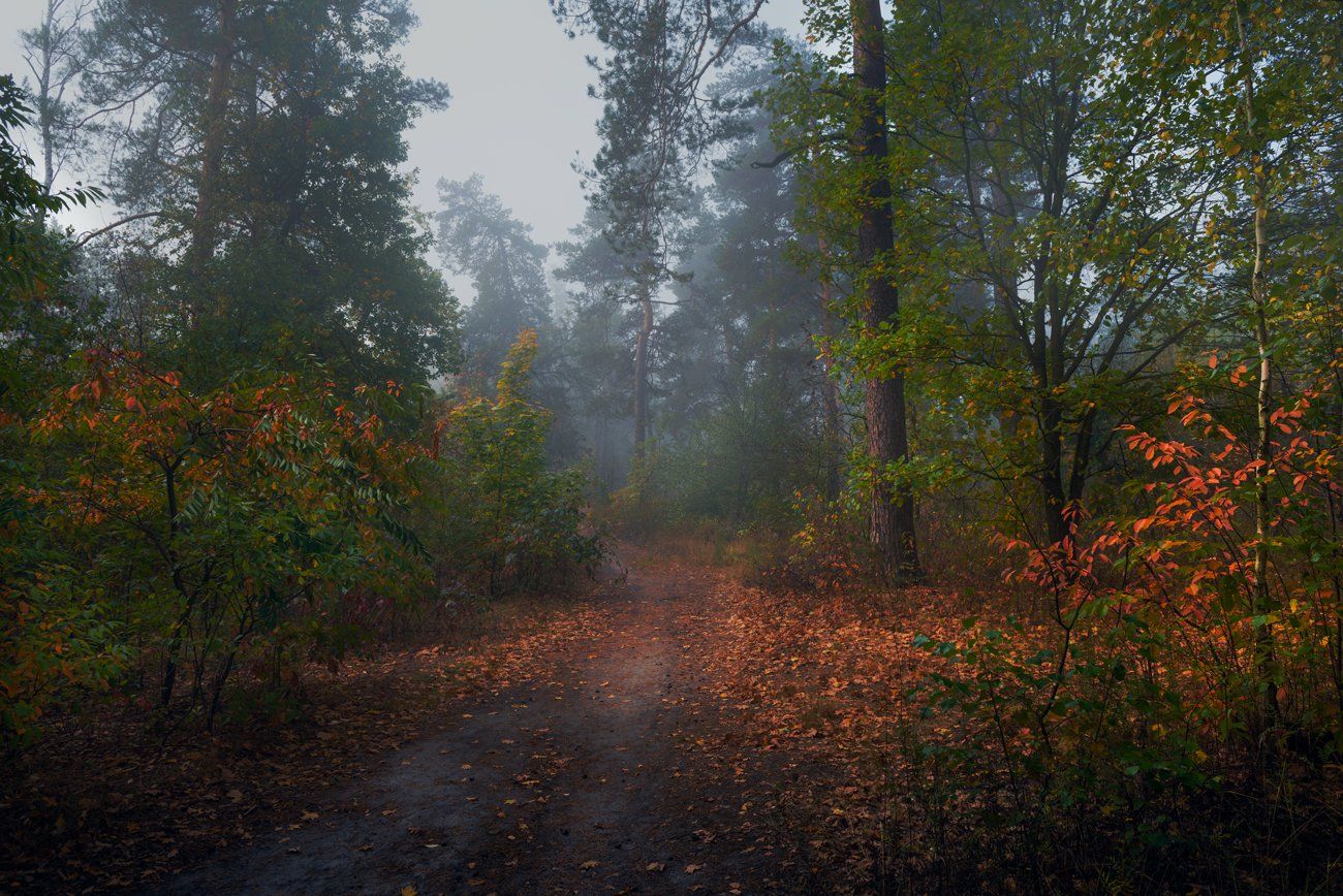 лес, осень, туман, сырости, Галанзовская Оксана
