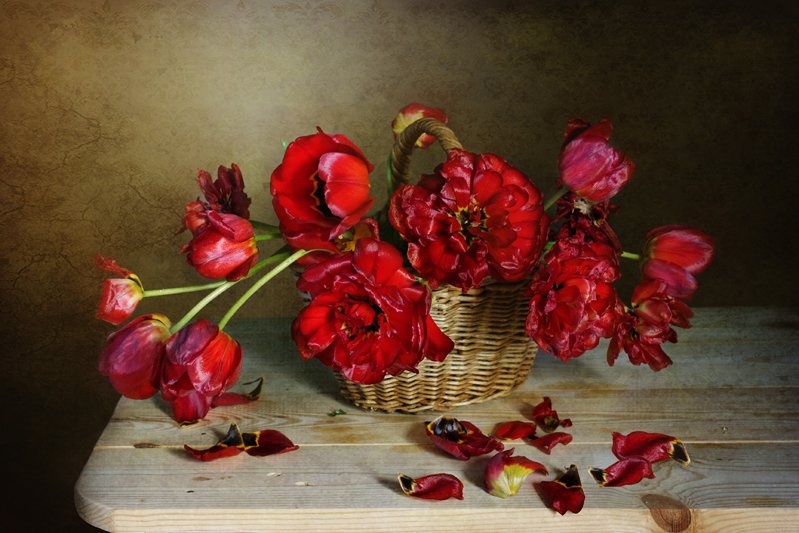 весна,тюльпаны ,отцветающие ,красные ,махровые ,вера павлухина,, Вера Павлухина