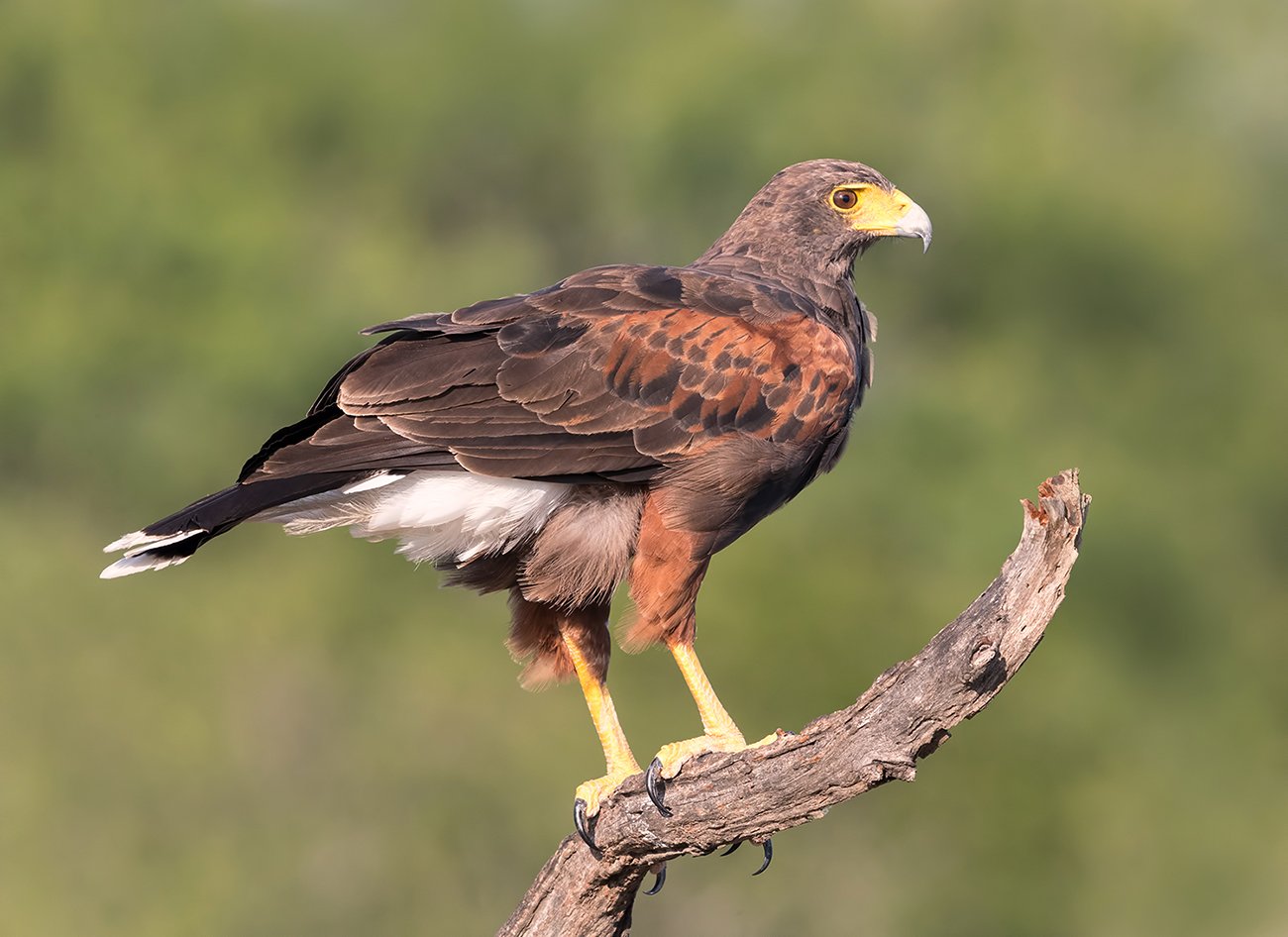 пустынный канюк, harris hawk, hawk, tx, texas, Elizabeth Etkind