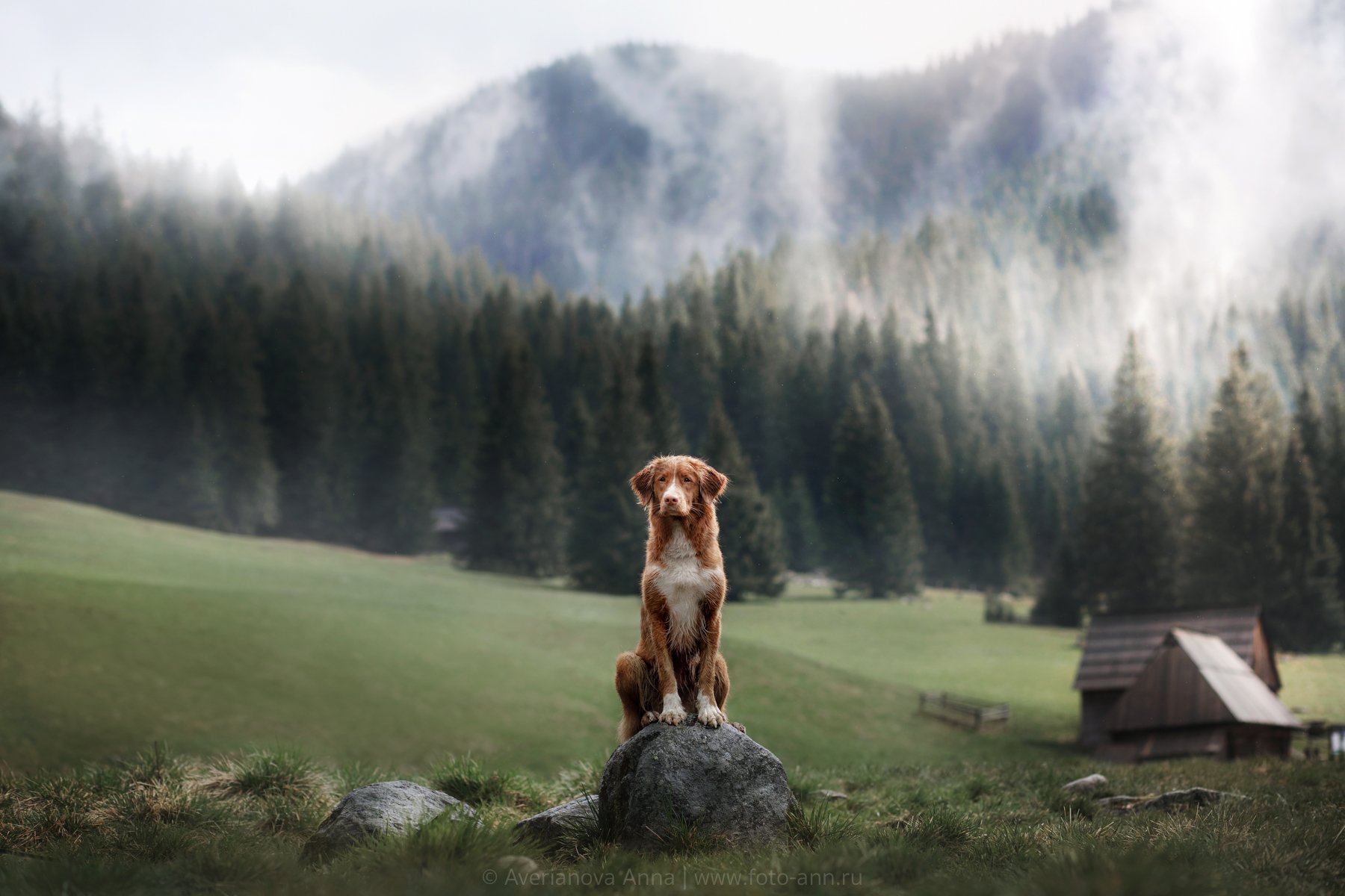 собака, горы, природа, Анна Аверьянова