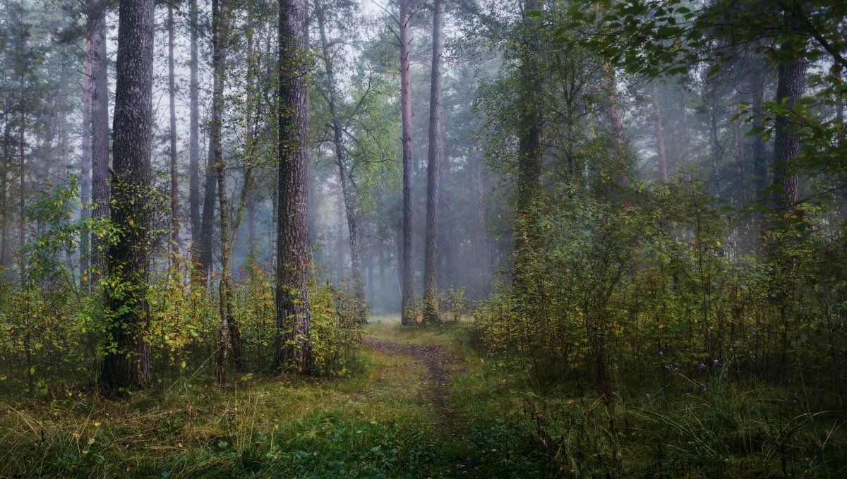 лес, сосны, тропинка, утро, туман, дымка, осень, Максим Сухов