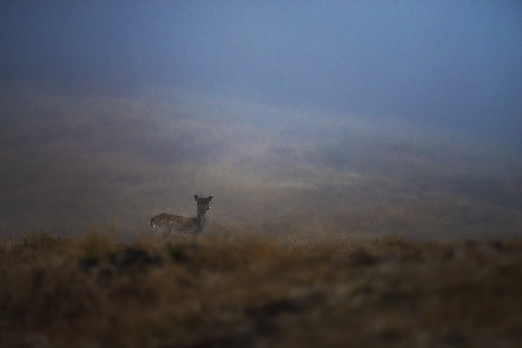 #deer #forest #photohunt #animals #foggy #field, Даниел Балъков