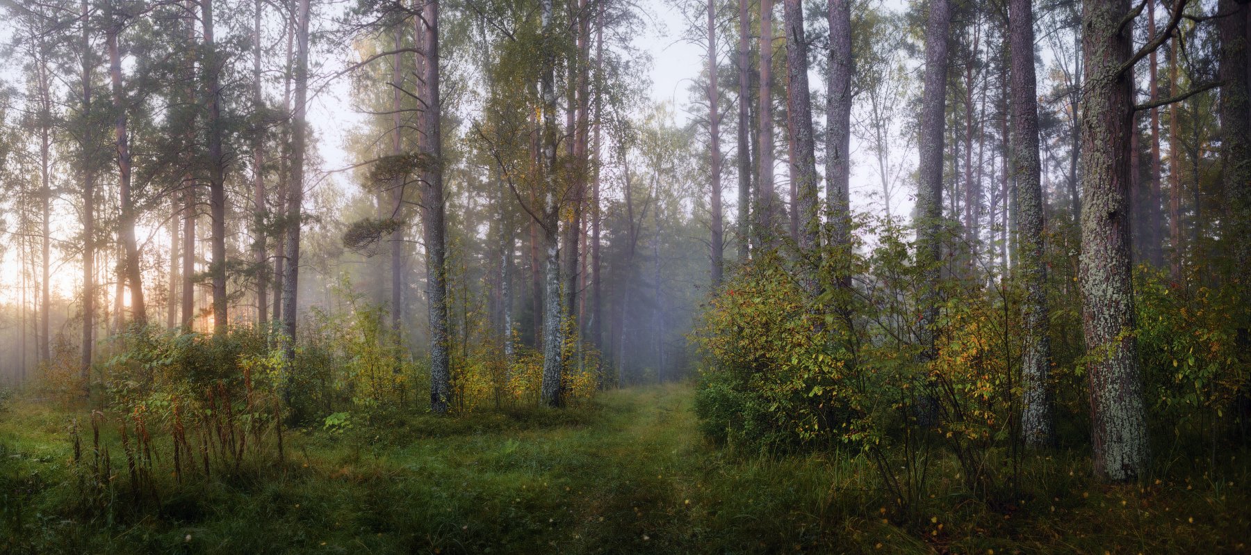 лес, сосны, дорога, утро, туман, дымка, осень, солнце, лучи, листья, Максим Сухов