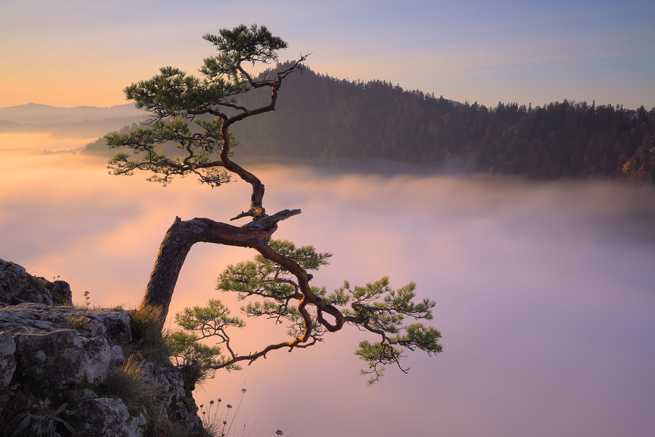 pine, tree, mountains, morning, sunrise, fog, pieniny, autumn,, Jacek Lisiewicz