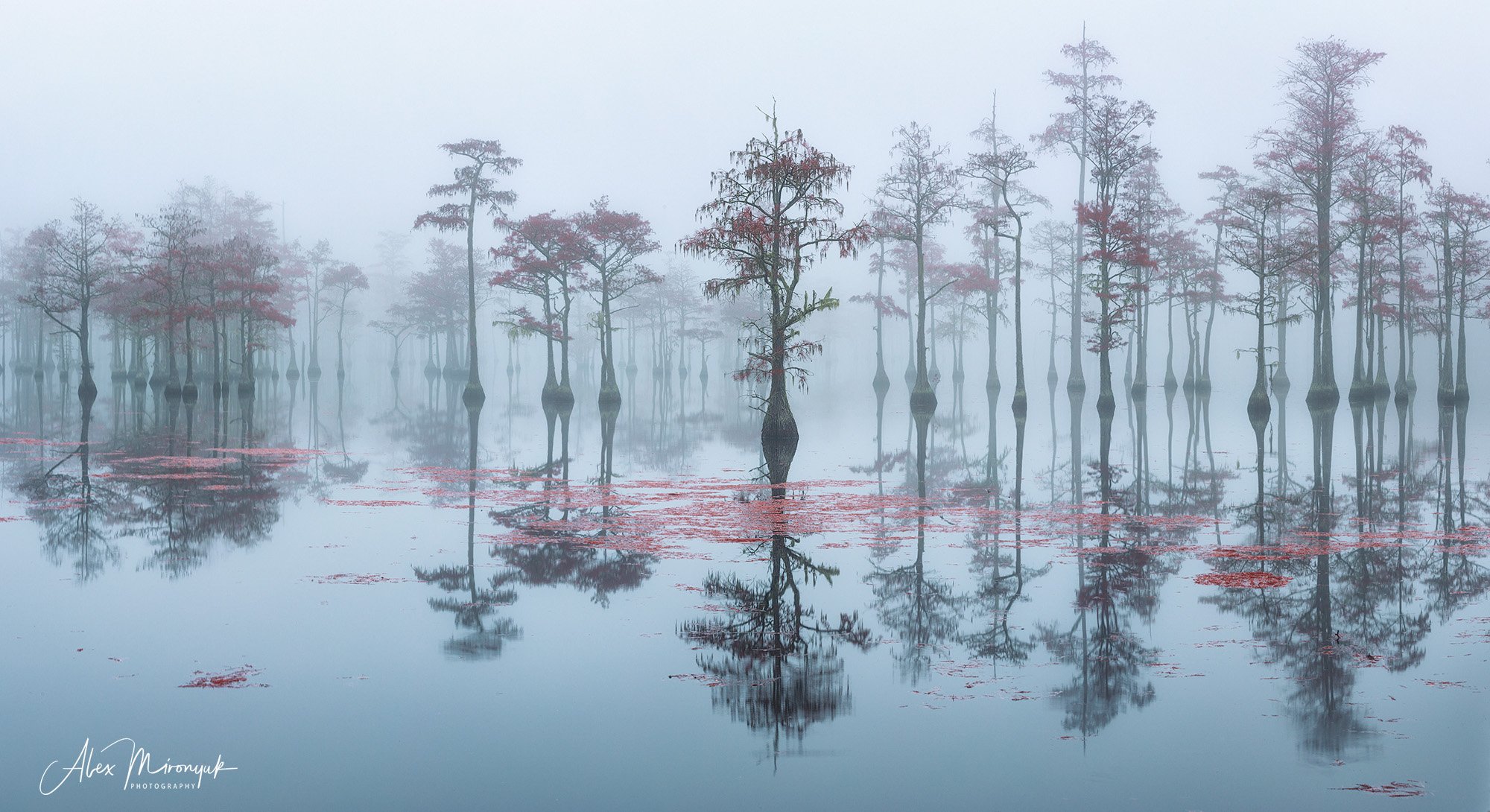 осень, вода, озеро, кипарис, туман, утро, отражение, Alex Mironyuk