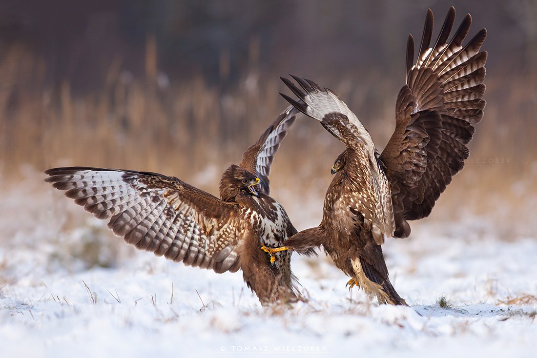 buteo, buzzard, wildlife, hide, winter, poland, snow, fight, Tomasz Wieczorek