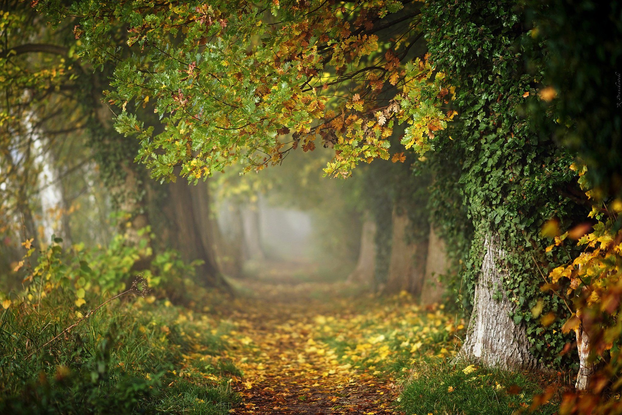 autumn magic path mist fall trees leafs grass foggy poland dranikowski jesien alley, Radoslaw Dranikowski