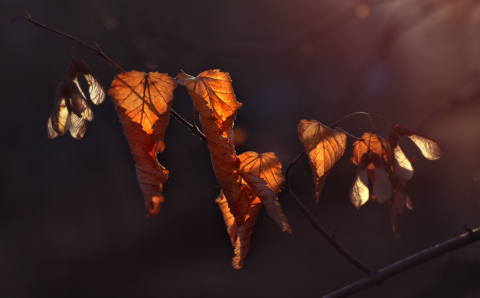 осень листья оранжевый орск оренбург, Качурин Алексей