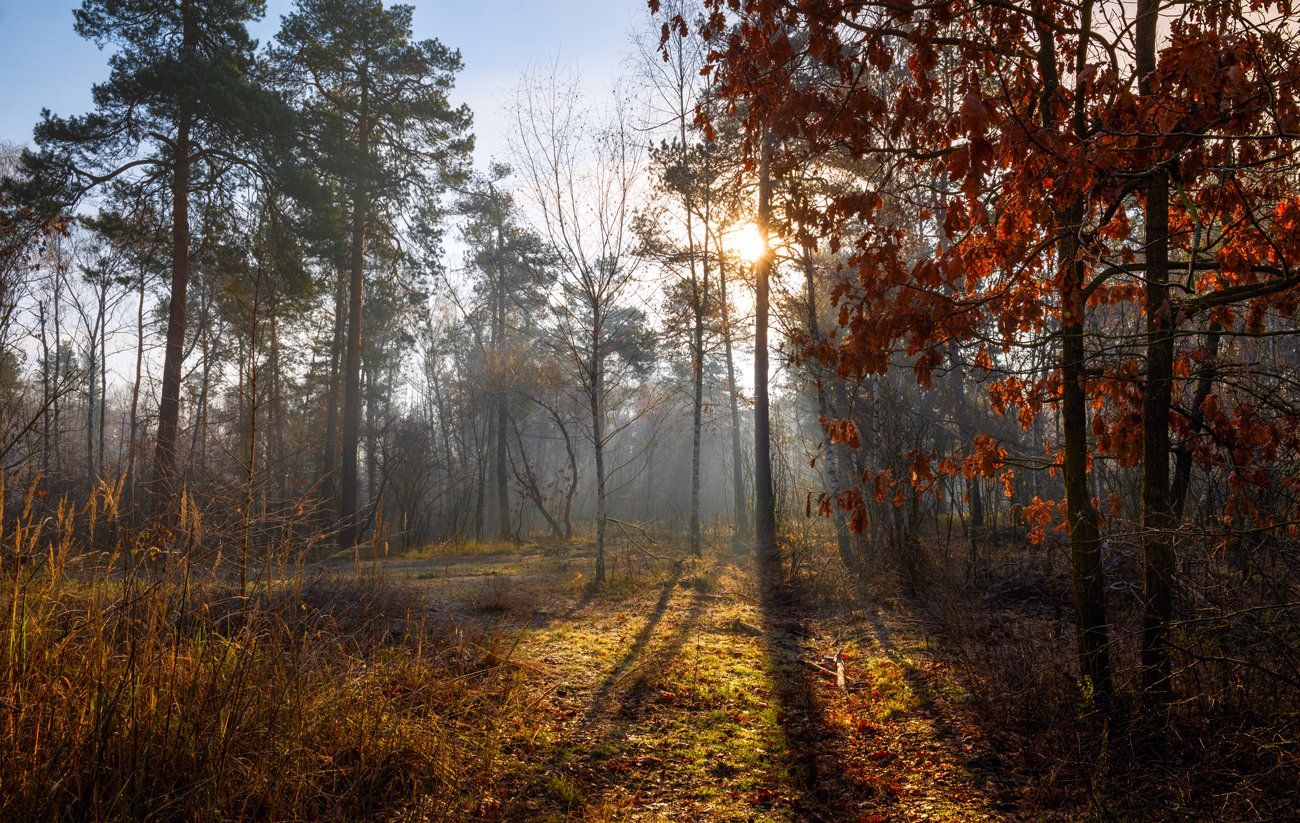 лес, осень, ноябрь, рассвет, солнце, туман, изморозь, дуб, Галанзовская Оксана