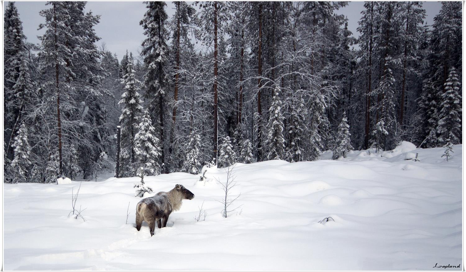 швеция, Lapland